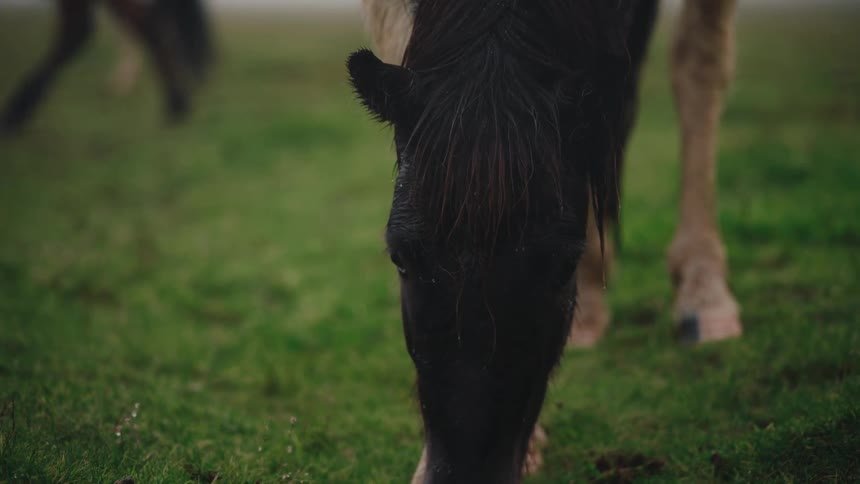 Head and front legs of dark horse with lightcolored legs on green grass in close focus