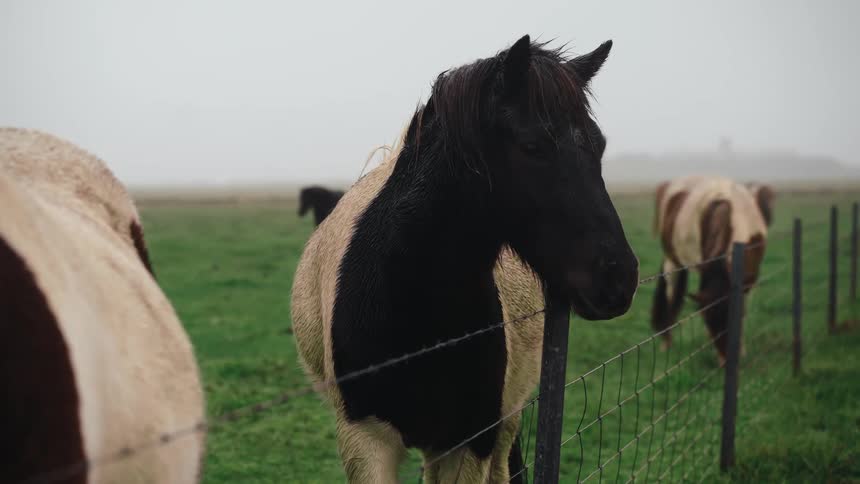 A close view of a black and tan horse resting its neck on a fence post surrounded by other horses in a foggy green pasture