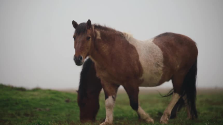 Horses on grassy field in morning mist