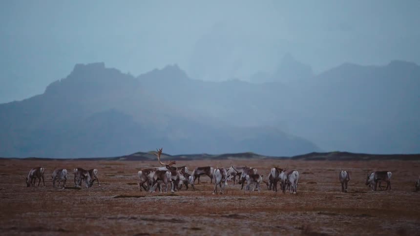 Wild reindeer grazing on vast tundra with misty mountains in the background under cool light
