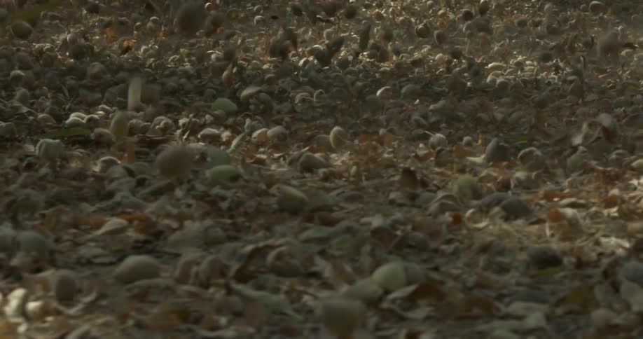 Nuts are falling from almond tree