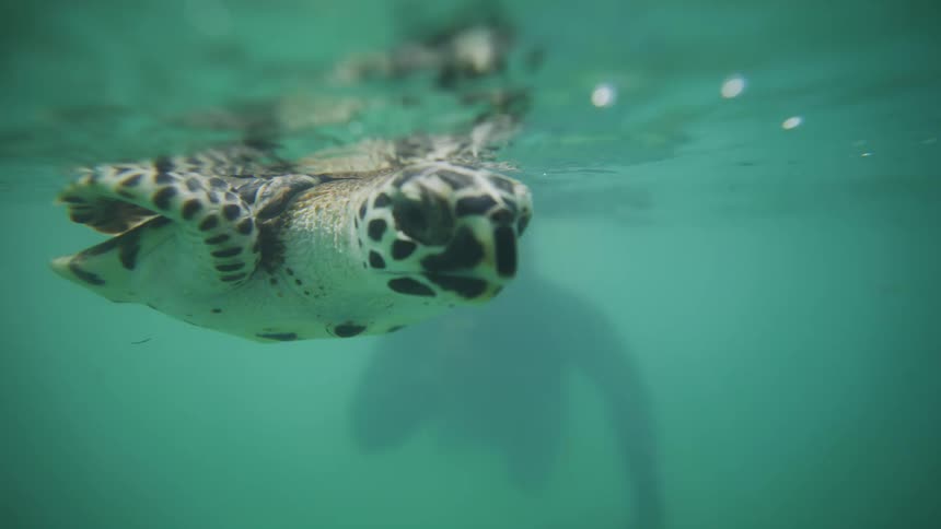 Turtle floats underwater near the surface while a person floats in the murky water nearby