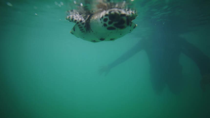 Swimmer in murky water floats near a small turtle during the daytime