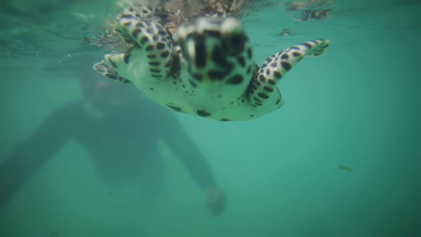 Murky diver floats behind a small sea turtle floating near the surface during the daytime