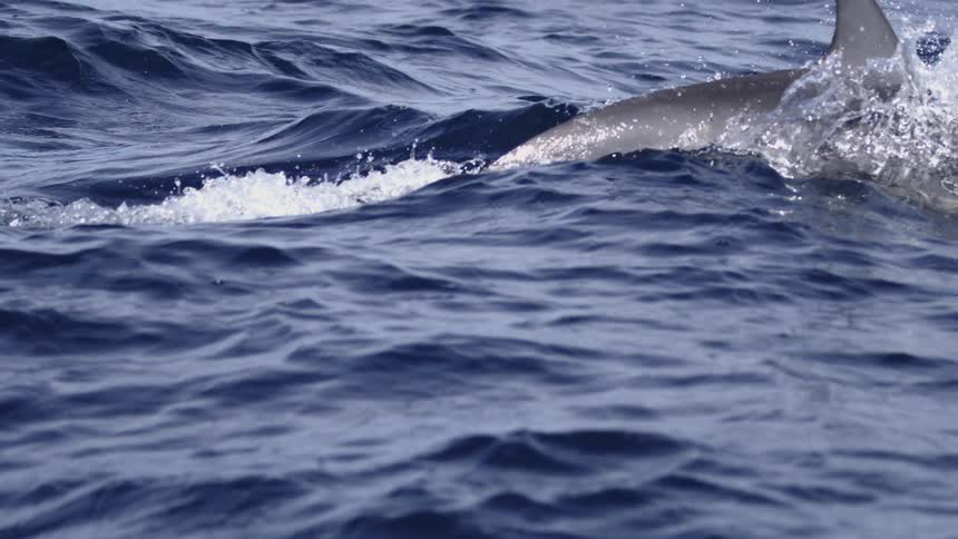 Dolphin in motion breaking the ocean surface with splashes around