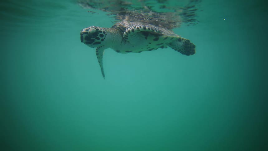 Sea turtle swimming near the surface in clear turquoise waters