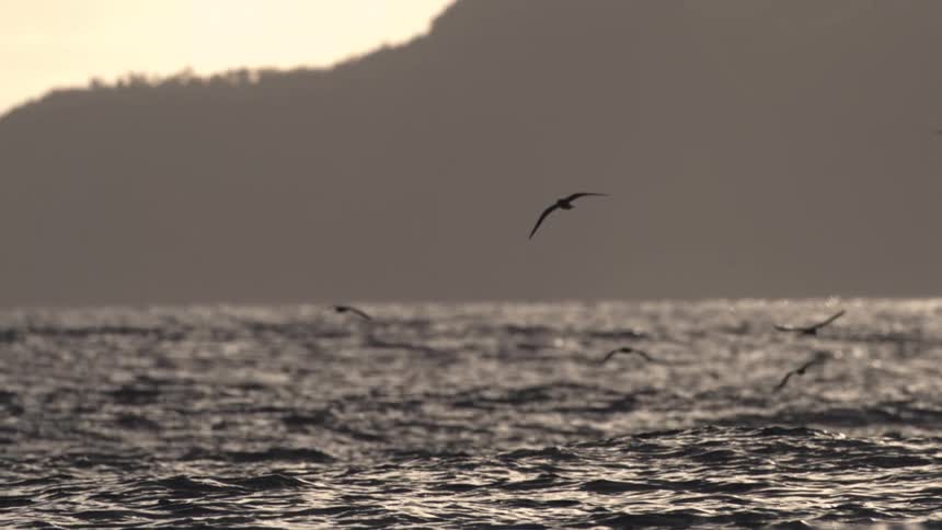 Birds fly low over choppy water in silhouette against a hazy mountain coastline at sunset