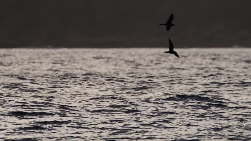 Silhouetted seabirds fly near the surface of the ocean