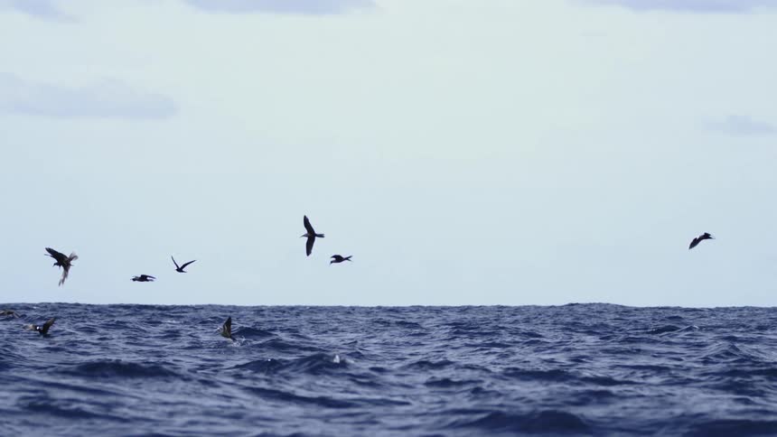 Several birds are flying over the surface of a large blue ocean with some ripples and some birds are heading towards the sea