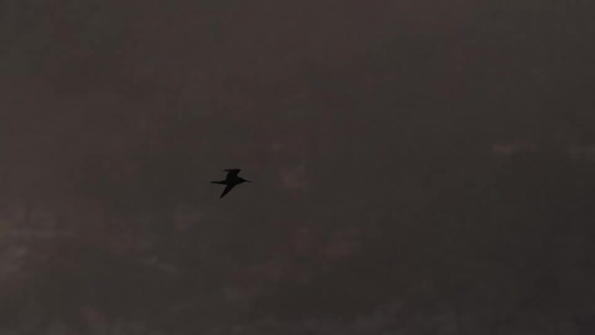 This dramatic video captures the silhouette of a small bird flying across a moody dark gray sky in front of a massive coastal cliff facethe foreground is dominated by choppy sunglinted dark water and a second bird flies in towards the end of the c