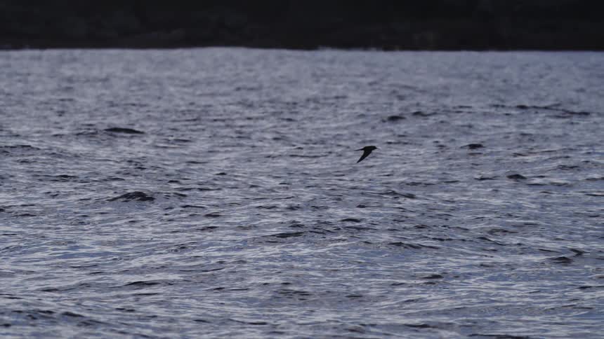 A lone seabird glides in slow motion its wings nearly skimming the surface of the dark choppy water as a shadowy coastline looms in the distance