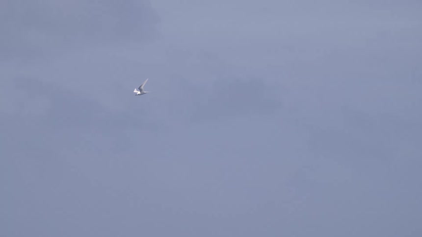 A small white bird flies over a dark blue ocean toward a low forested island under a cloudy sky