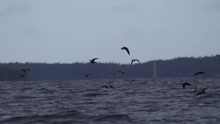 A flock of numerous small dark seabirds silhouetted against a pale overcast sky flutter and soar just above the windwhipped dark bluegrey waters in the distant background a dense dark treeline suggests a wooded shoreline or island under the muted