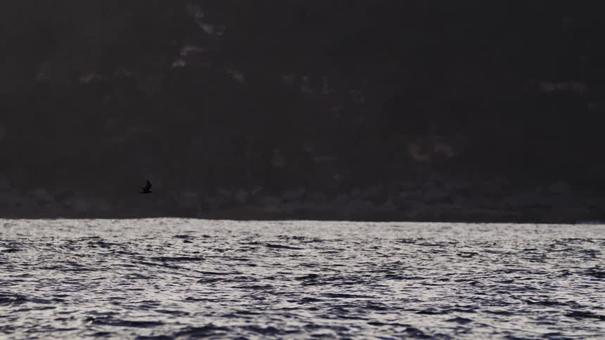 Solitary bird flying over rippled water surface near dark shoreline at dusk
