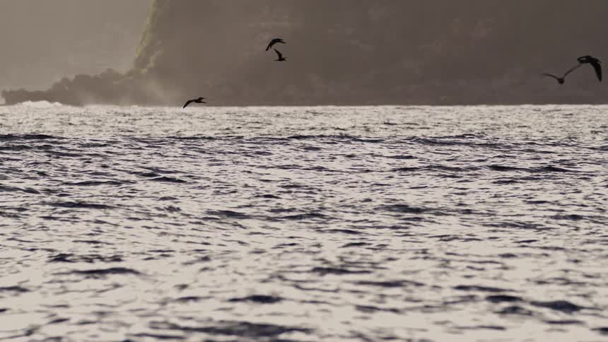 Some birds flying close to the surface of a sea with some ripples in the morning