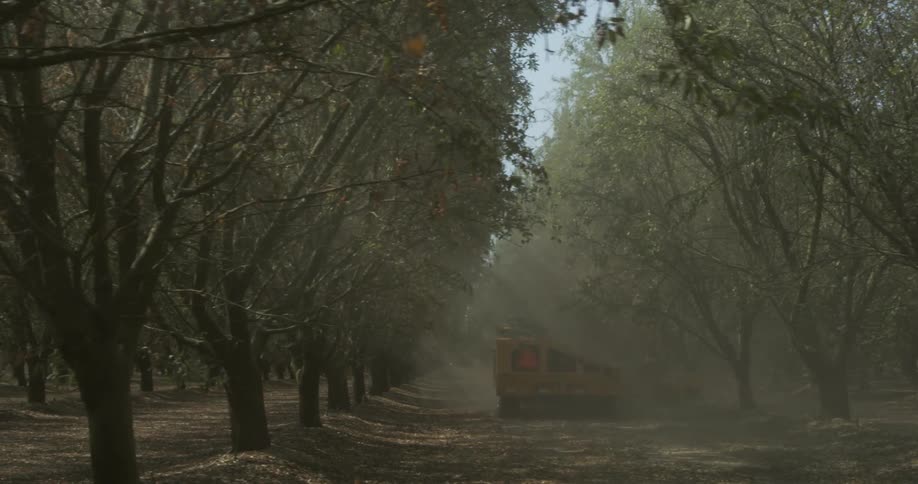 A machine is shaking a tree on a farm