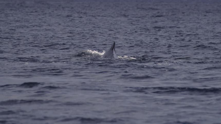 A dorsal fin likely belonging to a whale or large marine animal cuts through the dark blue choppy ocean surface as the video progresses the animal partially submerges creating a noticeable white splash before its fin disappears under the waves