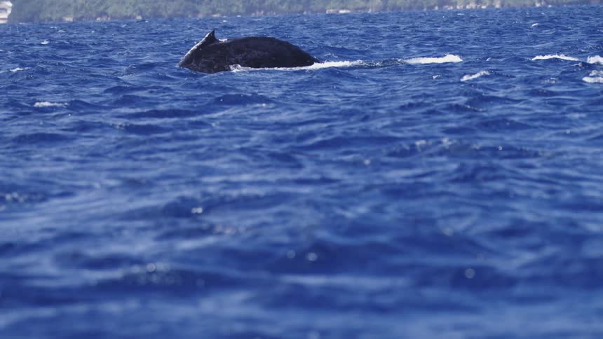 A view of a whale swimming in the water