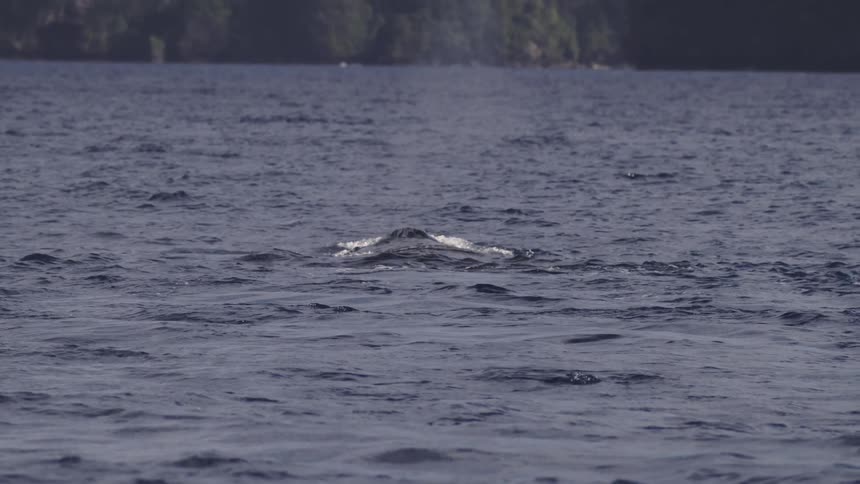 The surface of the sea with an animal spouting a jet of water from inside the water outwards