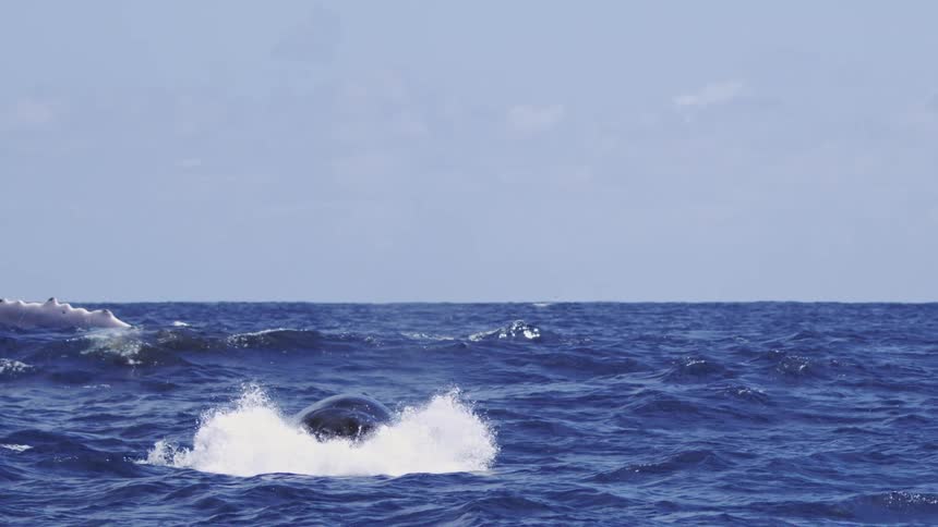 A whale raises its head above the oceans surface and then dips back down sending splashes across the water on a sunny day