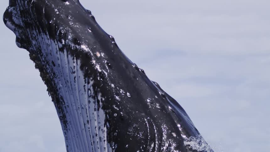 The large whale jumps up out of the ocean
