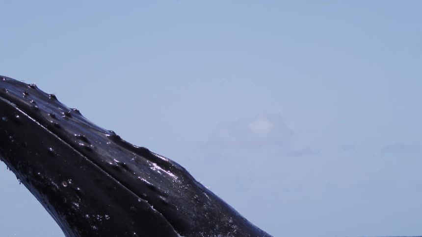 Humpback whale breaching above ocean surface
