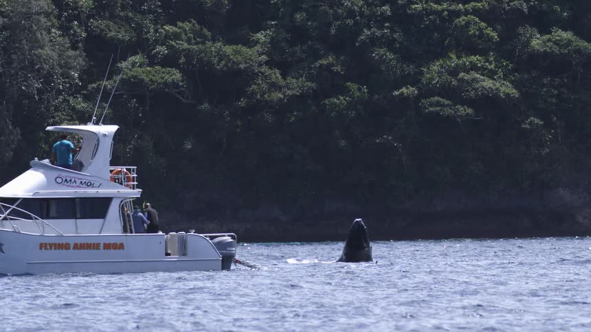 A white catamaran boat named flying annie moa is on blue water with people aboard watching the whale splashing against a dense green shoreline