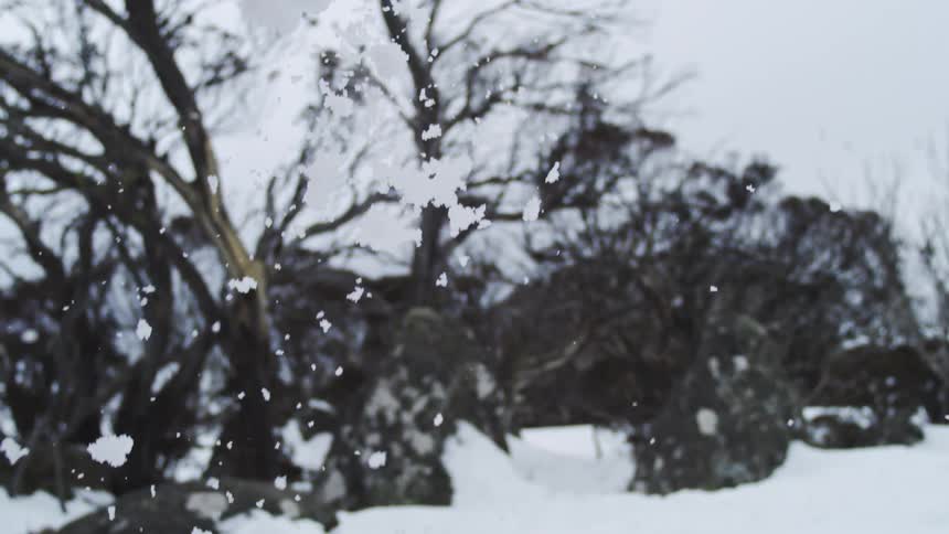 Snow drifts down from the sky on a winter day blanketing an environment filled with bare leafless trees