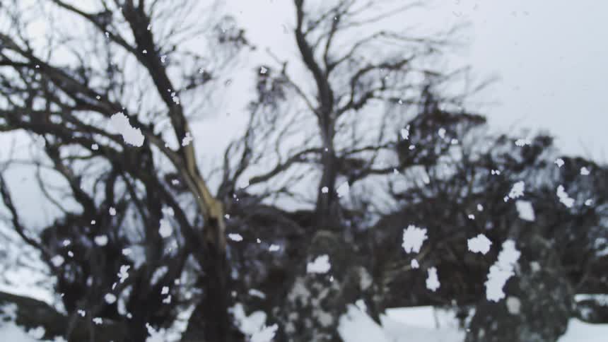 Snow falling over a landscape with trees and rocks outdoors during day time