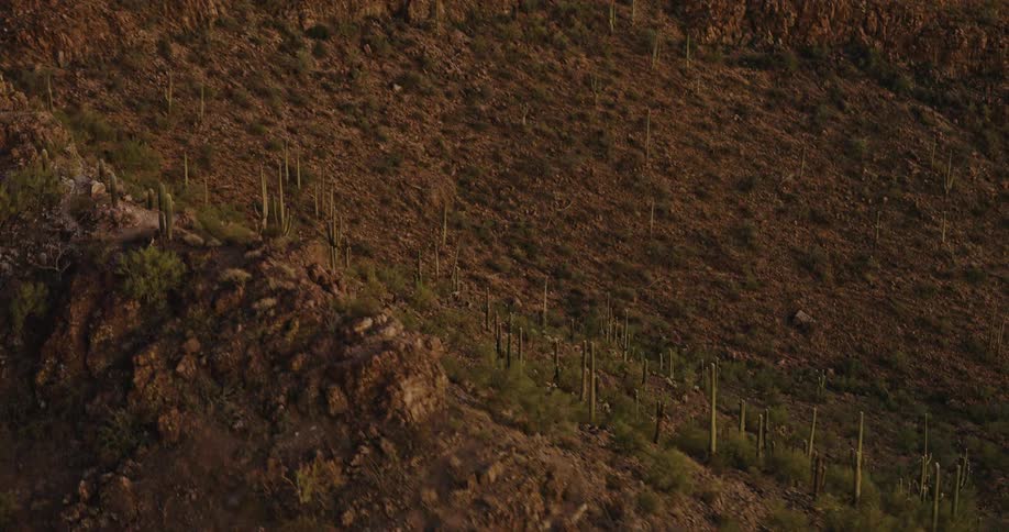 Tall cacti scattered across rocky terrain during desert sunset