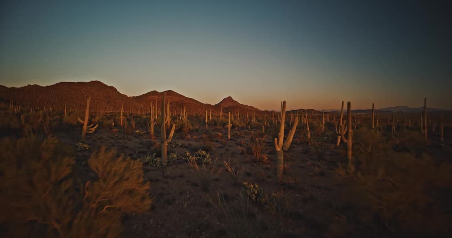 Saguaro cacti rise before sunlit mountains at desert dusk