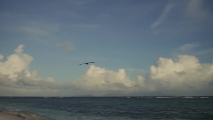 The clip begins with a silhouette of a bird flying across a vast cloudy sky above a dark horizon of ocean suggesting an early morning or late afternoon lightthe camera slowly pans down and right revealing a wide empty stretch of sandy beach bordere