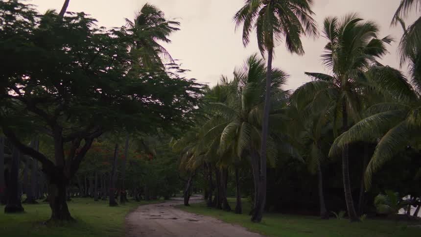 Unpaved road surrounded by trees and grass outdoors
