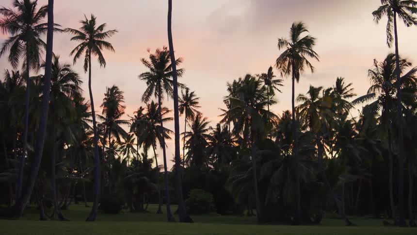 Tall palm trees in a field move in the breeze at dusk