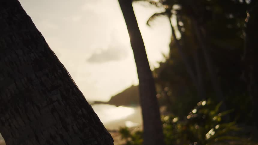 Trees and vegetation surrounding an outdoor tropical beach during daytime