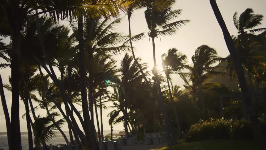 A view of some palm trees outdoors