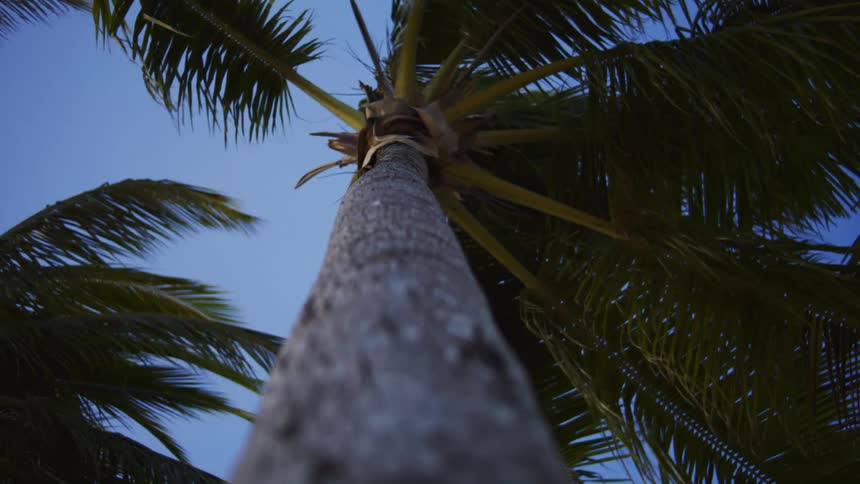 A rough palm tree trunk rises toward a canopy of green fronds set against a deep blue sky