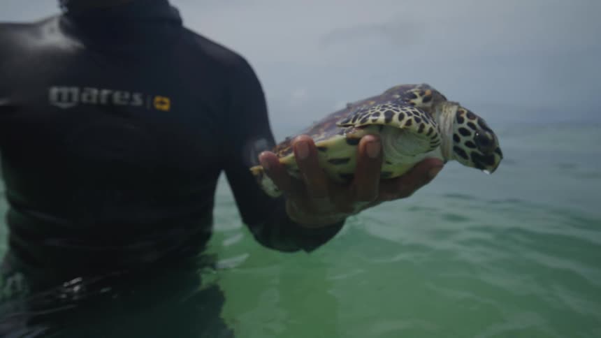 Close up of a black male sea diver holding a sea turtle while swimming in sea water during daytime