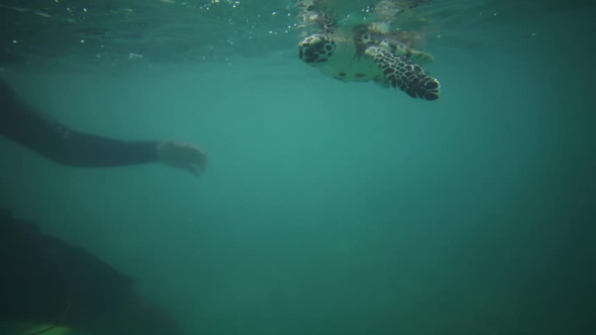A sea turtle swimming beside a black male sea diver in a sea during daytime