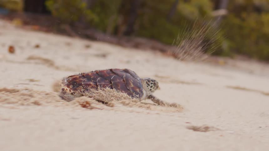 A sea turtle hatchling crawls across the sandy beach with blurred foliage in the background