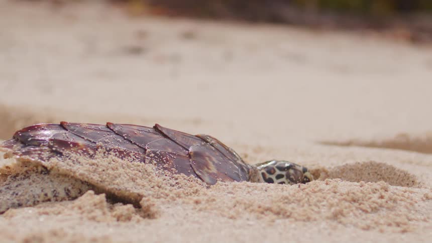 The turtle is covered with sand on the beach