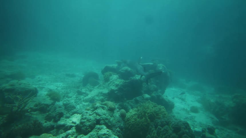 A shark glides low and deep beneath the ocean moving close to the sea floor