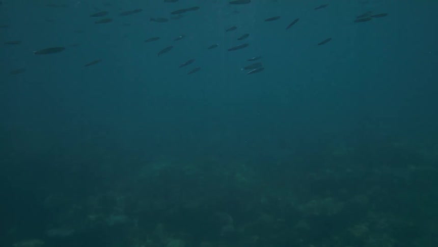 Shoal of fish swimming underwater on a shallow area of the sea outdoors