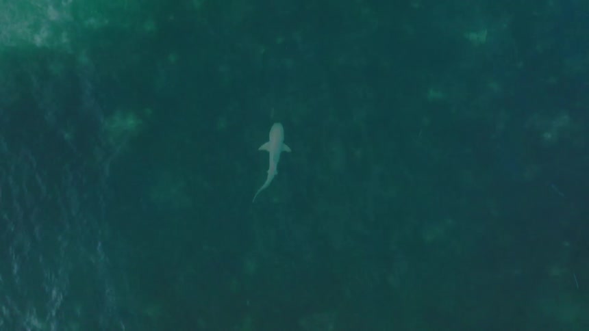 Lone shark glides through bluegreen waters seen from above in tranquil marine scene