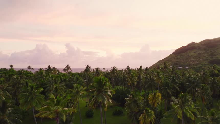 Grove of palm trees next to a clif on a coastal area with the ocean on the background outdoors during dusk or dawn
