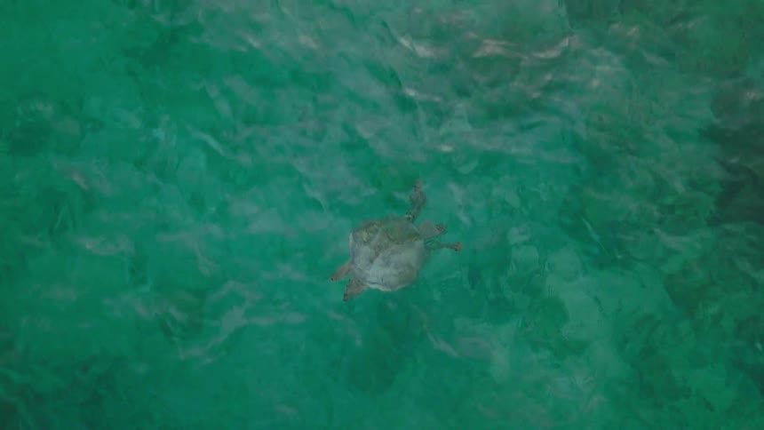 Turtle swimming on water outdoors during day time