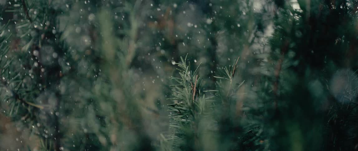 Snow falls on pine trees in the woods