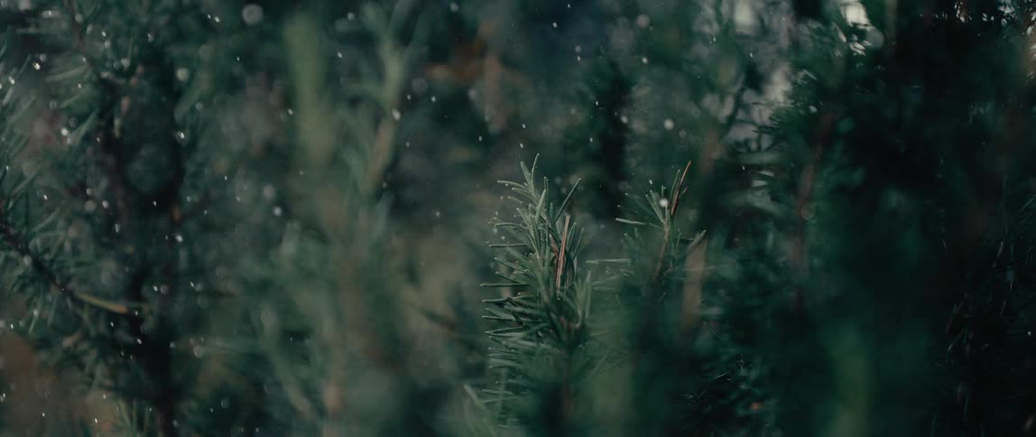 This is a closeup dimly lit shot of pine or fir tree branches characterized by their dark green needlelike leaves small glistening droplets of water or snow are visible falling through the air and landing on the foliage