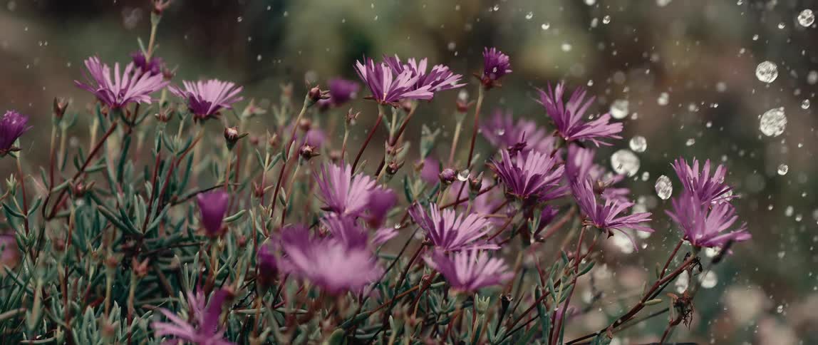Purple flowers with green stems receive water droplets in softly blurred natural setting
