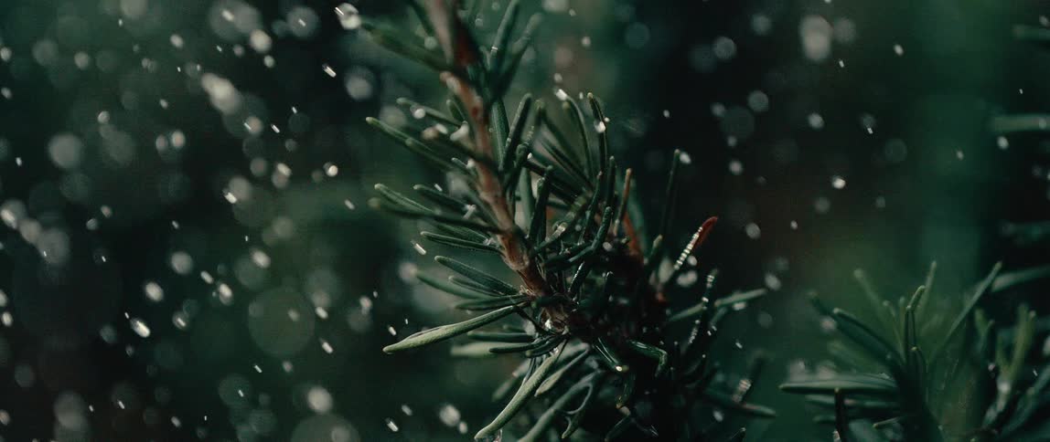 A dark closeup shot focuses on the needlelike branch of an evergreen plant being drenched by heavy bright raindropsthe water drops create a dynamic bokehfilled background as they fall giving the scene a moody and highcontrast look